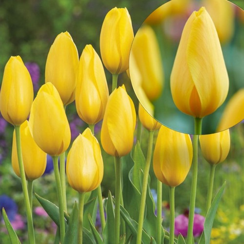Tulipa 'Big Smile' - Tulp 'Big Smile' 